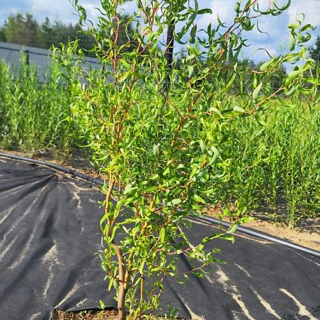 Ива Матсудана