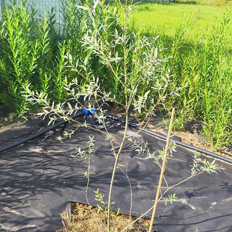 Ива белая Серебристая