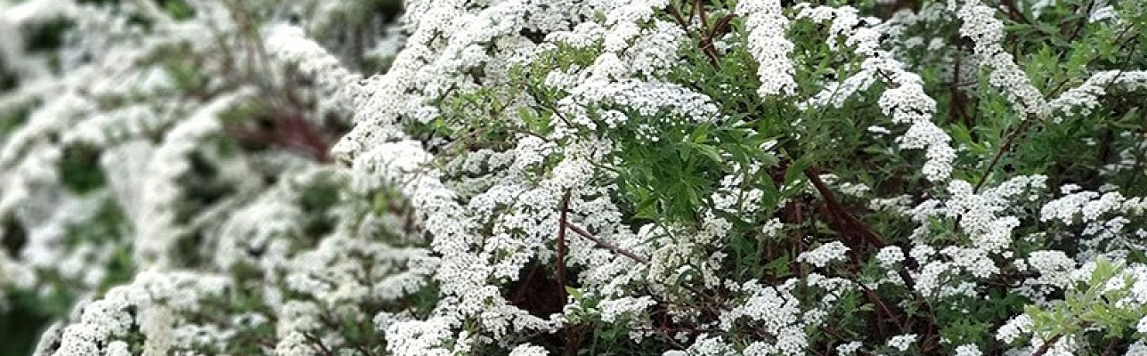 Спешим сообщить Вам, что в новом сезоне мы активно выращиваем удобный  посадочный материал – живая изгородь в блоках!