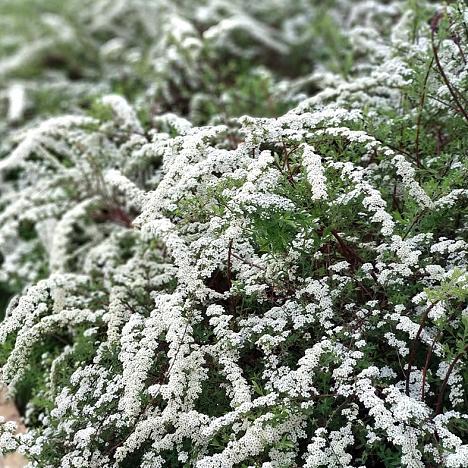 Блок живой изгороди Спирея серая Грефшейм