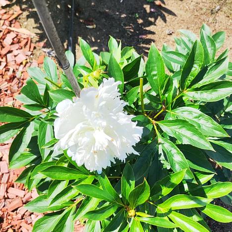 Пион молочноцветковый Гардения