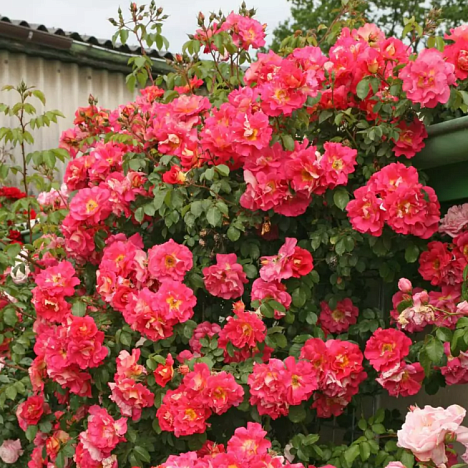 Роза плетистая Баяццо