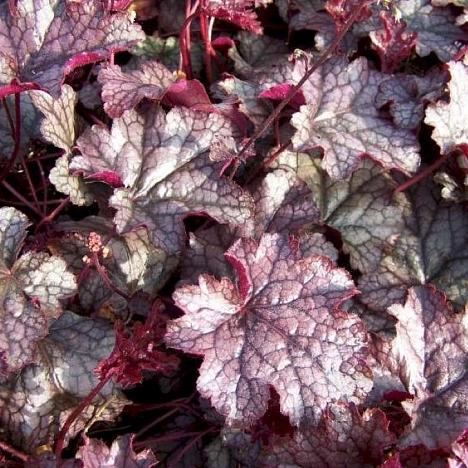Гейхера гибридная Аметист Мист