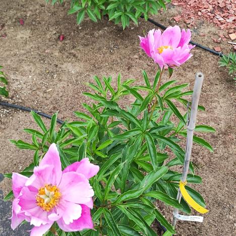 Пион травянистый Галактика 