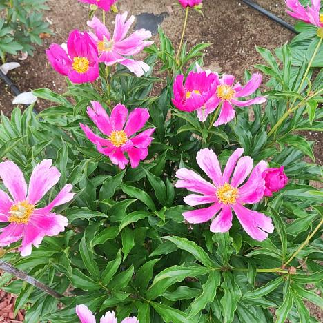 Пион травянистый Священная гора