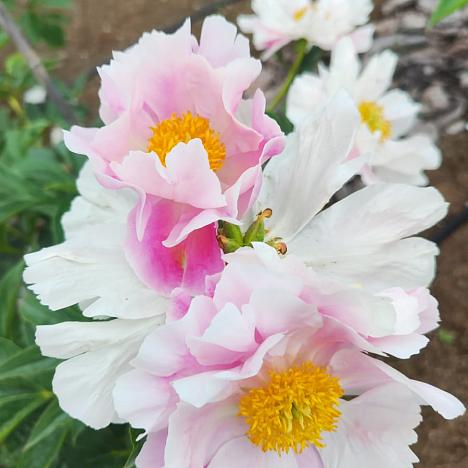 Пион травянистый Розовая Лазурь