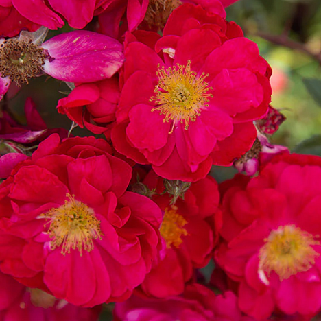 Роза парковая Генри Келси