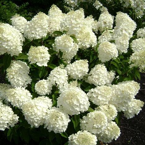 Гортензия метельчатая Сильвер доллар