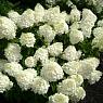 Гортензия метельчатая Сильвер доллар