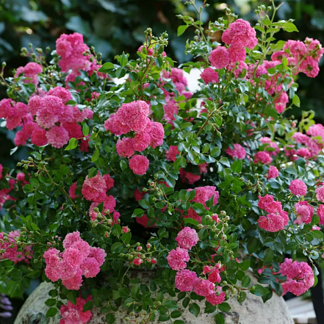 Роза миниатюрная Пепита