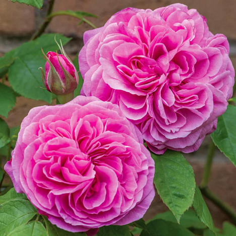 Роза парковая Гертруда Джекилл