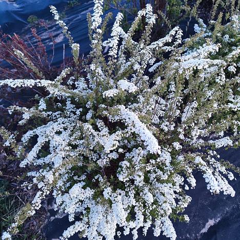 Спирея серая Грефшейм