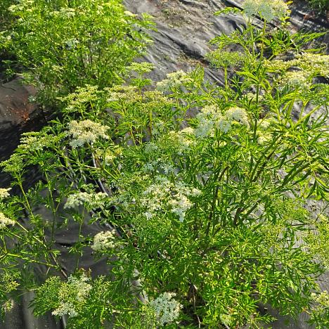 Бузина черная Лациниата