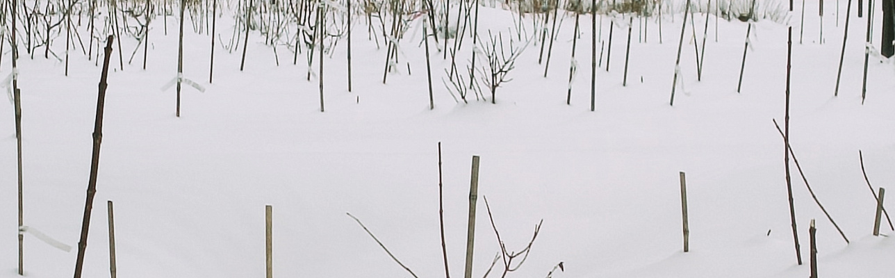 Как зимуют растения в нашем питомнике? 