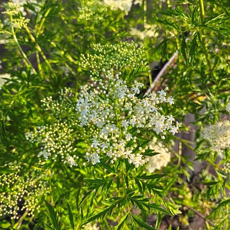 Бузина черная Лациниата