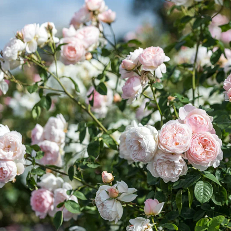Роза парковая Джентл Гермионе