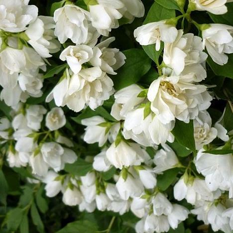 Чубушник Манто Д'Эрмин