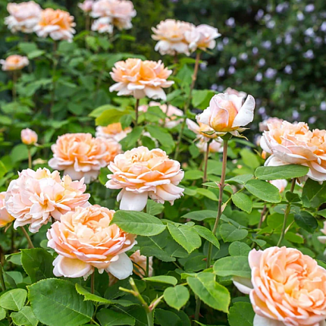 Роза парковая Зе Лэди Гарденер