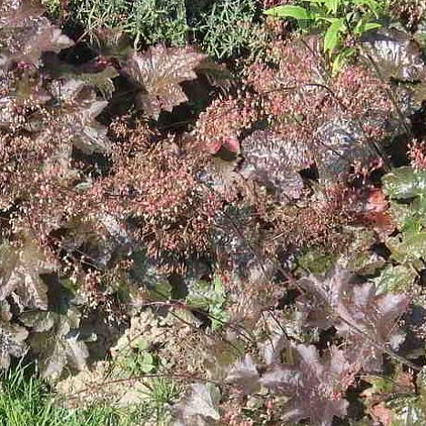 Гейхера мелкоцветковая Палас Пурпл