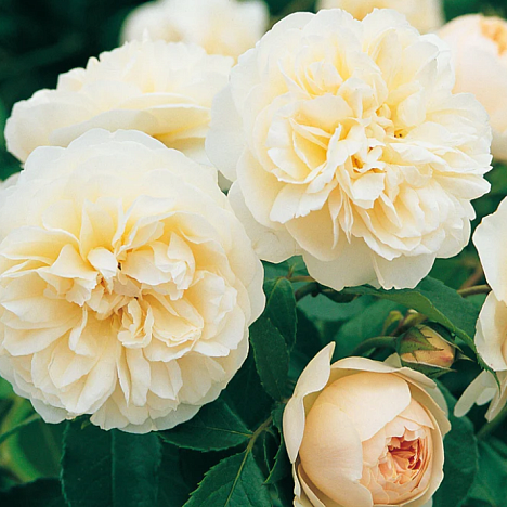 Роза парковая Личфилд Энджел