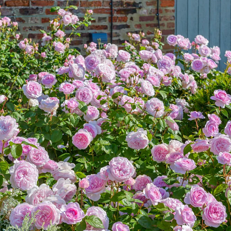 Роза парковая Оливия Роуз Остин