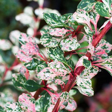 Барбарис Тунберга Наташа