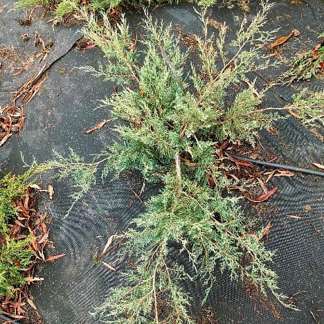 Можжевельник виргинский Грей Оул