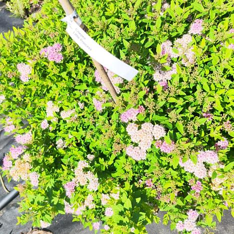 Спирея Литл Принцесс