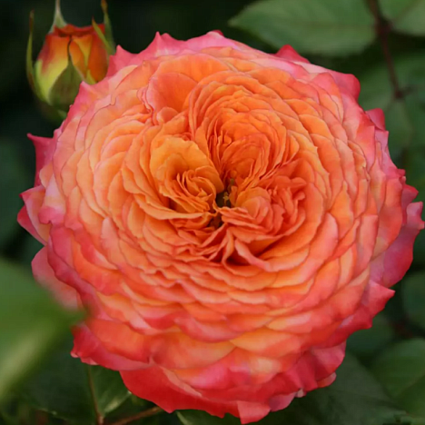 Роза флорибунда Метеор