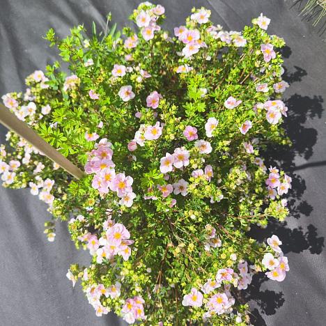 Лапчатка кустарниковая Лавли Пинк