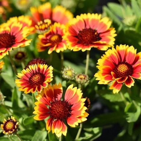 Гайлардия остистая, крупноцветковая