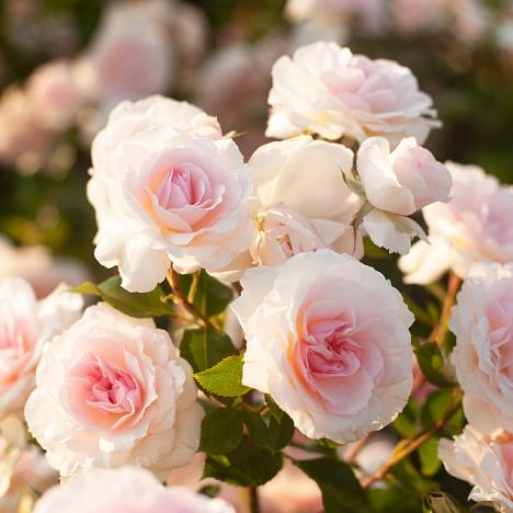 Роза парковая Бремер Страдтмузыкантен