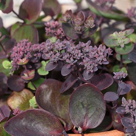 Очиток уссурийский Туркиш Делайт