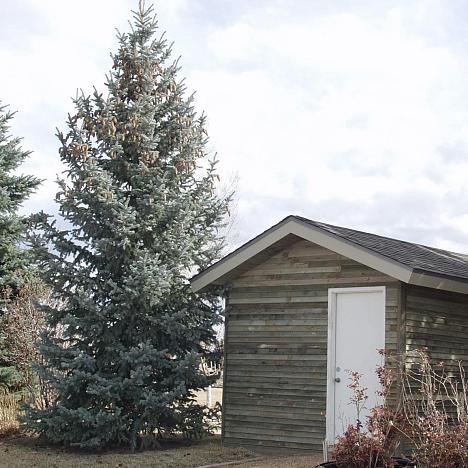 Ель голубая Хупси