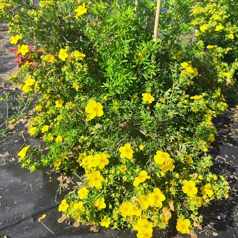 Лапчатка кустарниковая желтая