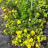 Лапчатка кустарниковая желтая