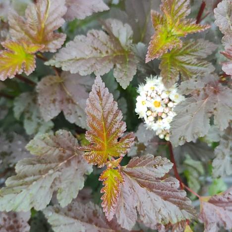 Пузыреплодник калинолистный Саммер Вайн