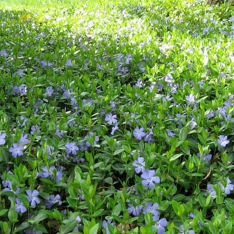 Барвинок малый