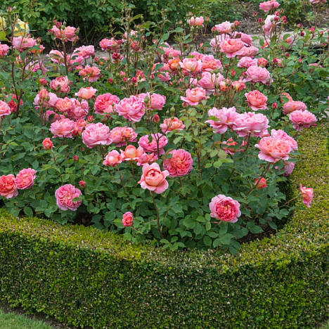 Роза парковая Боскобель