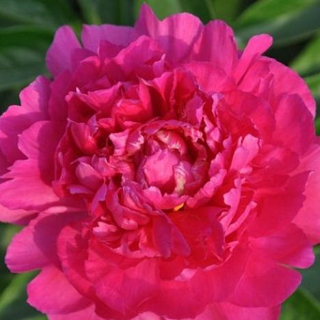 Пион травянистый Ричи