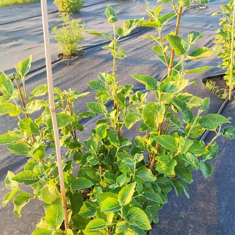 Калина гордовина