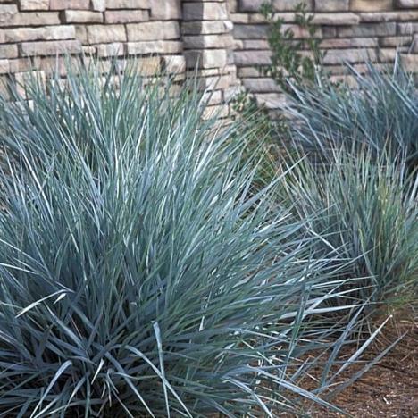 Колосняк песчаный Элимус