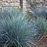 Колосняк песчаный Элимус