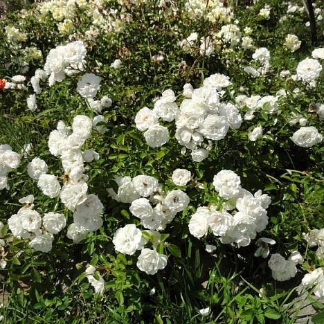 Роза почвопокровная Свани