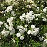 Роза почвопокровная Свани