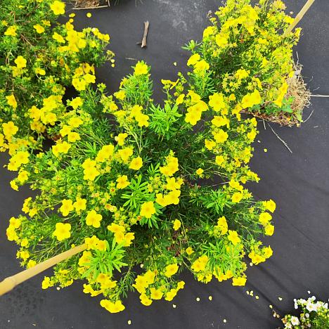 Лапчатка кустарниковая желтая