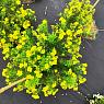 Лапчатка кустарниковая желтая
