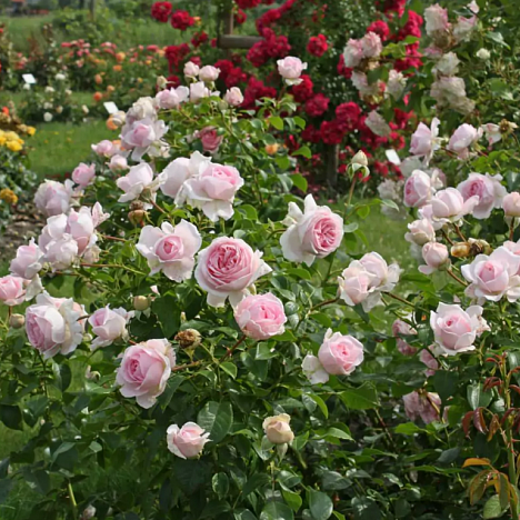 Роза парковая Велленшпиль