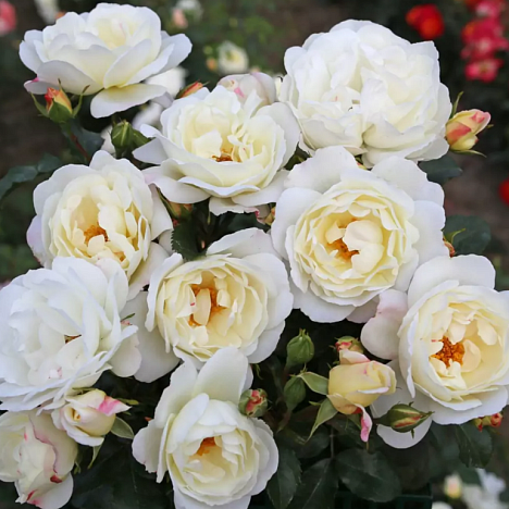 Роза парковая Вайсе Вольке