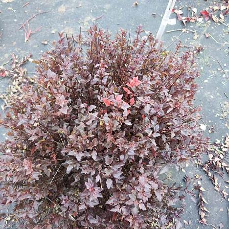 Пузыреплодник калинолистный Литл Девил